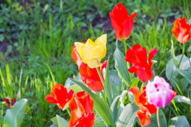 Orman glade ile renkli Lale