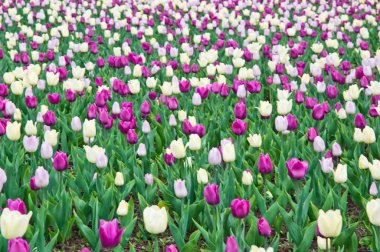 Glade ile parkta beyaz ve mor laleler