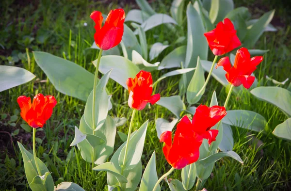 Forest glade with several tulips at summer day — Stock Photo, Image