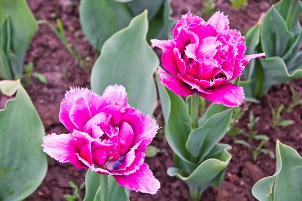 Tulipes roses dans le parc de la ville — Photo