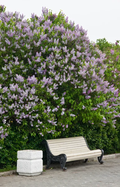 Banc près du bush lilas — Photo