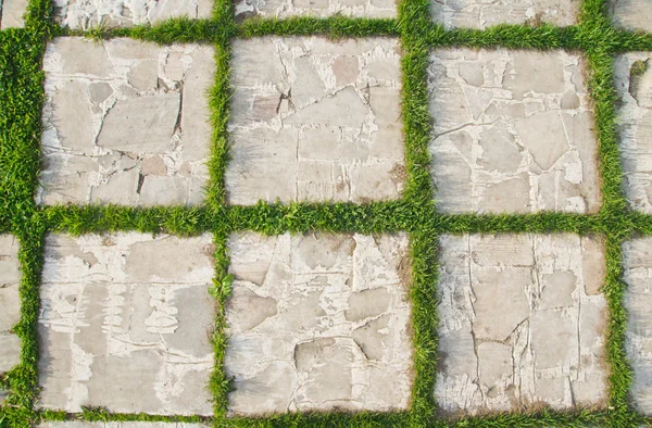 Fresh grass on pavement slab Royalty Free Stock Photos