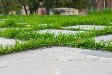 Yeşil çimenlerin üzerinde kaldırım