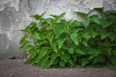 Nettles bahar duvara yakın