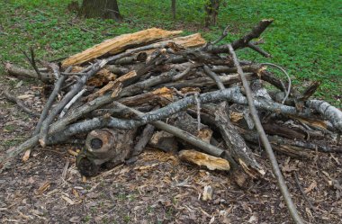 Ormandaki yakacak odun