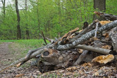 Ormanda yakacak odun yığını 