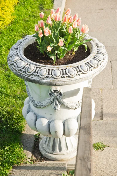 Parterre con tulipanes rosados — Foto de Stock