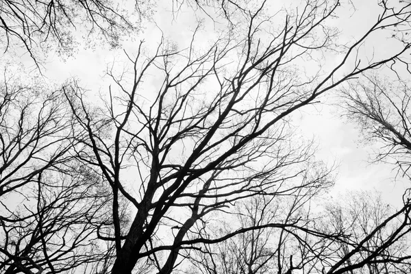 Ramas de árboles contra el cielo blanco y negro —  Fotos de Stock