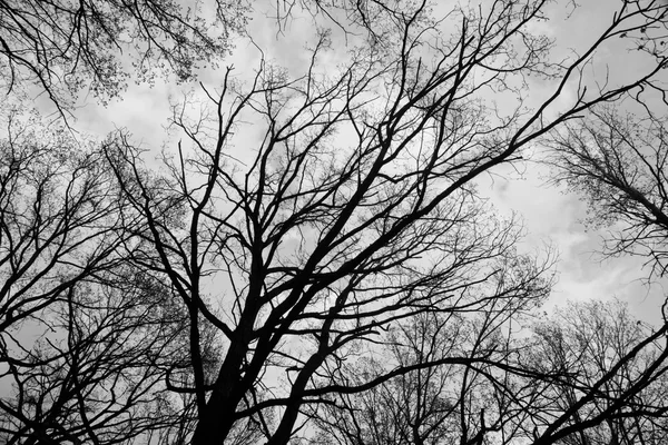 Ветви против голубого неба черно-белого — стоковое фото
