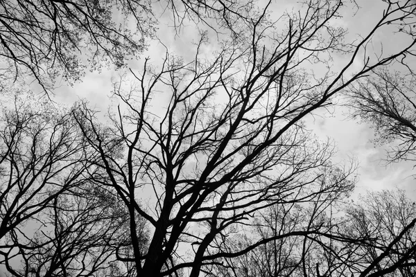 Ramas contra el cielo con nubes en blanco y negro —  Fotos de Stock