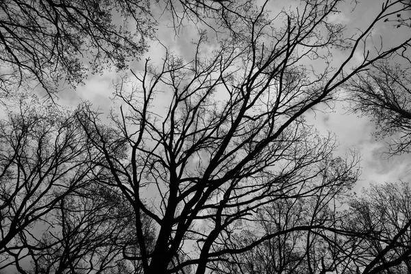 Ветви деревьев против неба с облаками, черными и белыми — стоковое фото