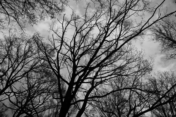 Ramas contra el cielo con nubes en blanco y negro —  Fotos de Stock