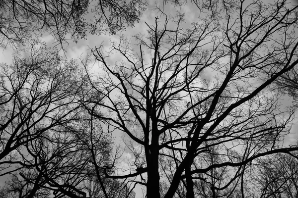 Ветви против голубого неба с черно-белыми облаками — стоковое фото