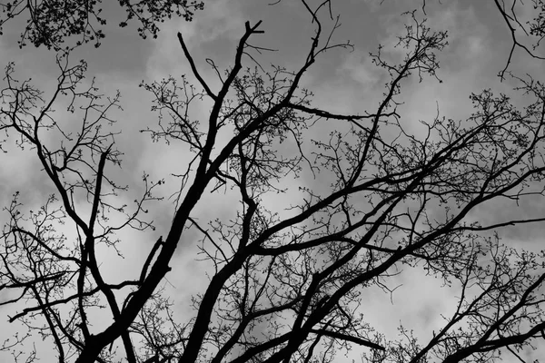 Rama de árbol contra el cielo con nubes —  Fotos de Stock