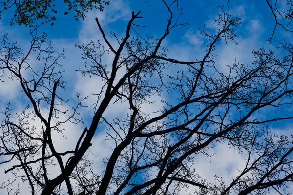 树枝相对于天空 — 图库照片