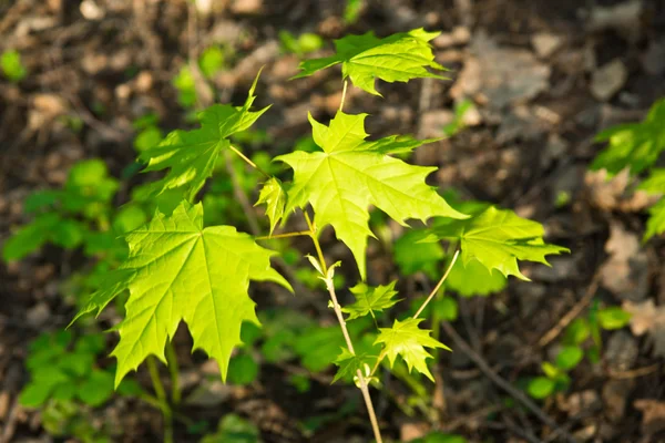 Зелене листя клена в сонячну погоду — стокове фото