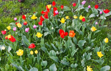 Orman glade ile farklı laleler