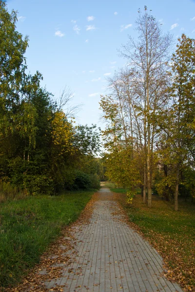 Стежка, покрита листям у парку — стокове фото