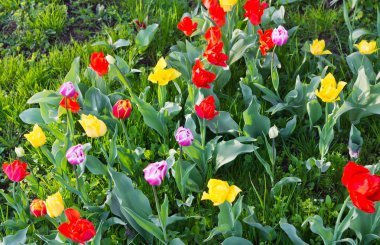 Glade yaz, renkli çiçekli