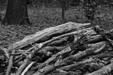 yakacak odun siyah ve beyaz yığını