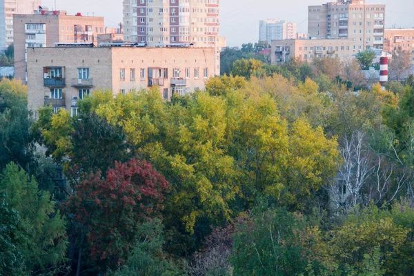 白天城市里的五颜六色的树木 — 图库照片
