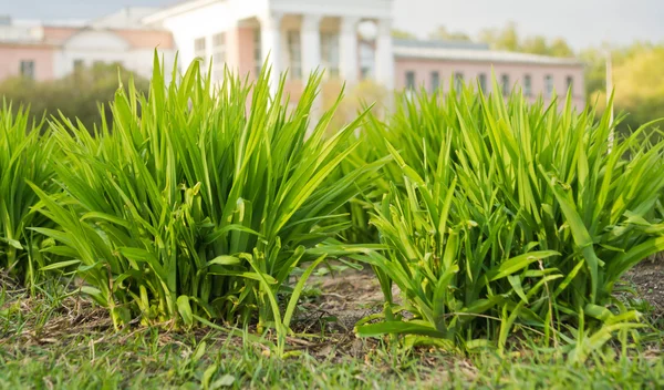 Gräs i parken mot bakgrund av det gamla palatset — Stockfoto