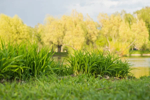 Fresh grass in park on the shore of the pond — Stock Photo, Image