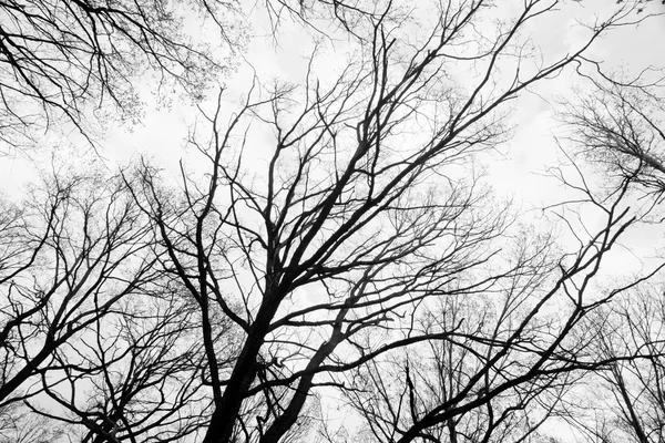 Ветви против неба черно-белые — стоковое фото