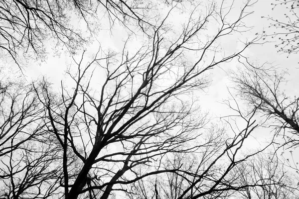 Ramas de árboles contra el cielo blanco y negro —  Fotos de Stock