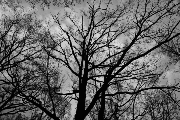 树树枝靠在蓝天上, 云朵又黑又白 — 图库照片