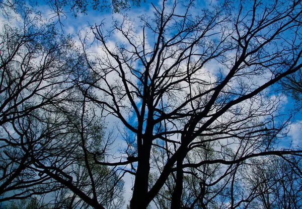 Tree branches against the blue sky — Stock Photo, Image