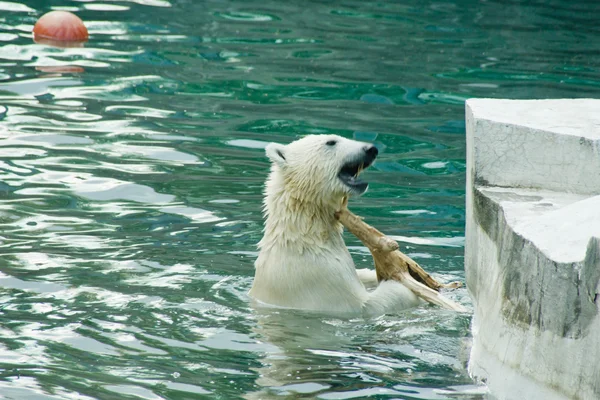 Teddy bear playing in the water Royalty Free Stock Photos