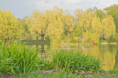 Park Su birikintisi kıyısında çimen