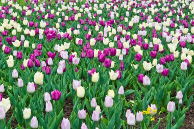 Beyaz ve mor çiçekler 