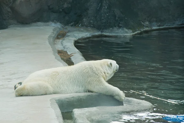 Lindo oso polar cerca de la piscina — Foto de Stock