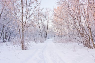 parkta ağaçların arasından karlı yol