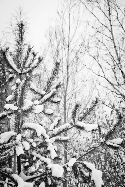 Cemara tertutup dengan salju di musim dingin hitam dan putih — Stok Foto