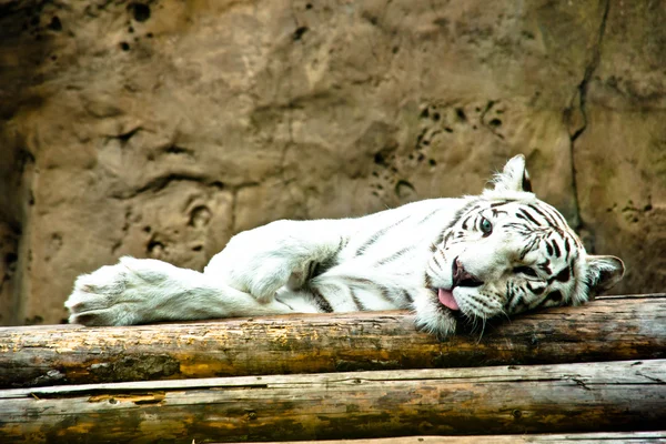 White tiger resting on logs — Stock Photo, Image