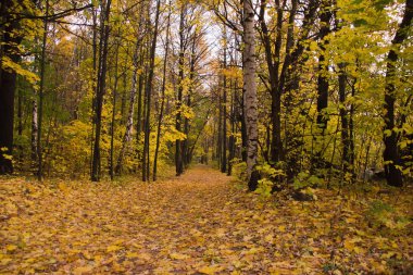 yaprak döken sonbahar Park ıssız yol