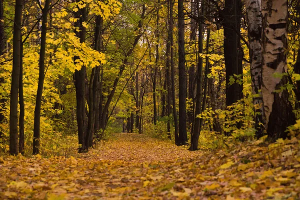 Verlassener Pfad im wunderschönen Herbstwald — Stockfoto