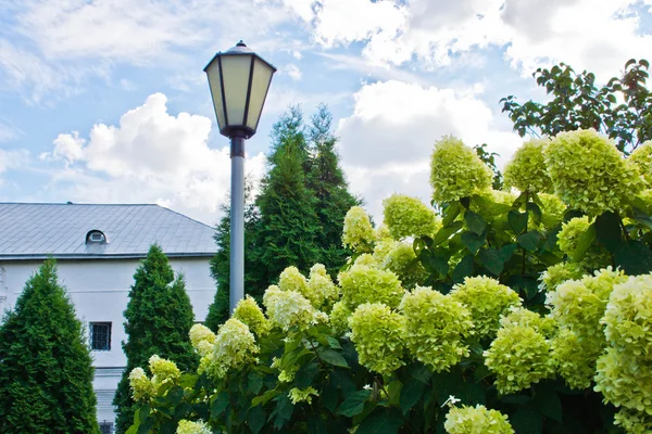 Lámpara de calle entre las flores, junto al edificio — Foto de Stock