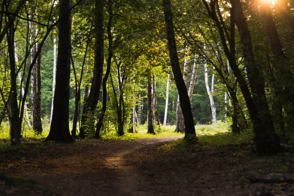 Nap sugarai az utat át a leveleket az erdő — Stock Fotó