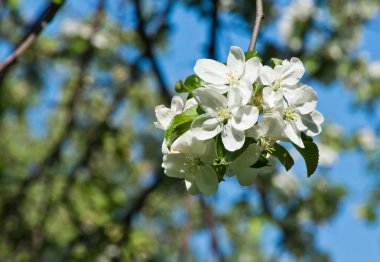 güneşli parkta elma çiçeği