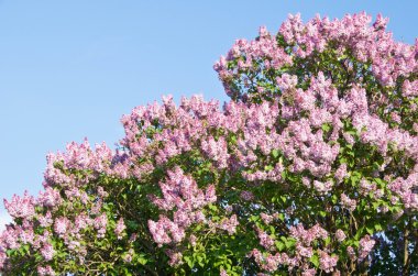 mavi gökyüzü karşı çiçek açması Leylak ağacı