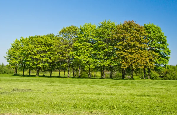 Bomen op gazon tonsuur zonnige dag Stockfoto