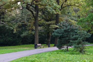 ormanda yol yanında ahşap Bank