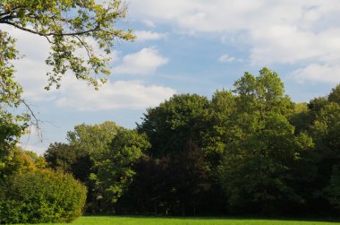 güneşli bir günde takas orman görünümünü