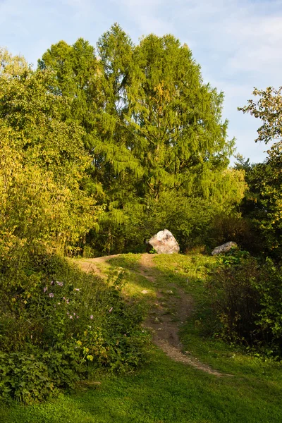 Камінь на сонячному пагорбі в лісі — стокове фото