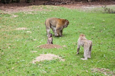 Affenberg (maymun Hill) Salem, Almanya'da oturan maymuna