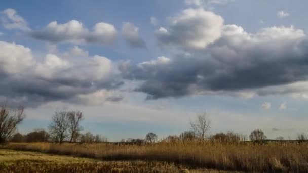 Landscape reed trees hyperlapse — Stock Video